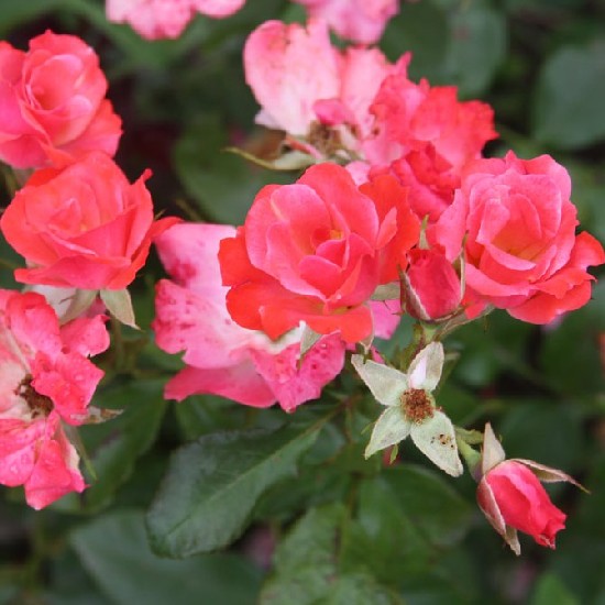 Előd - Polianta rózsa
