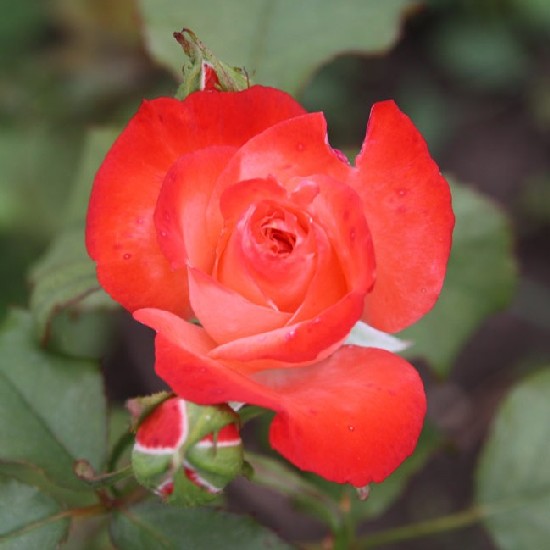 Eötvös József emléke - Teahibrid rózsa