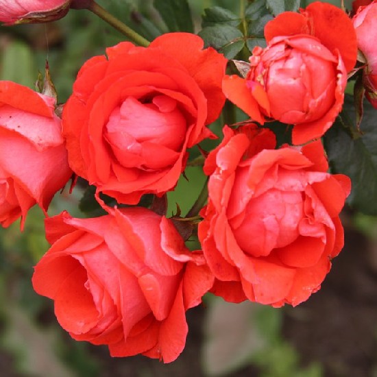Fatime - Floribunda rózsa