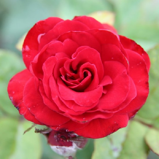 Fehér Lajos emléke - Floribunda rózsa