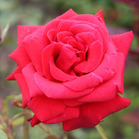 Fogadjisten - Teahibrid rózsa