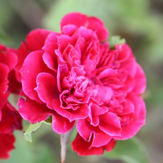 Fruzsi - Miniatűr rózsa