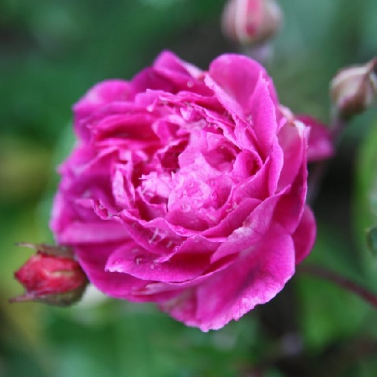 Gina - Polianta rózsa