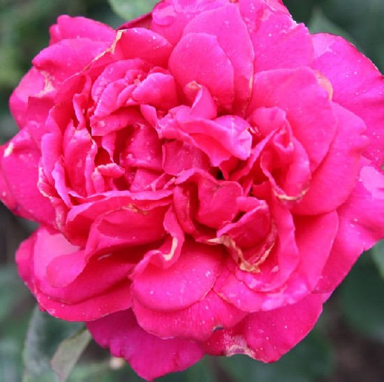 Görgény - Teahibrid rózsa