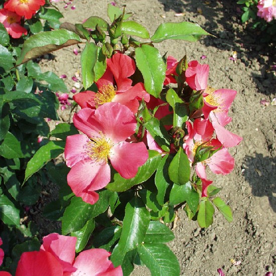 Görgey Artúr emléke - Floribunda rózsa