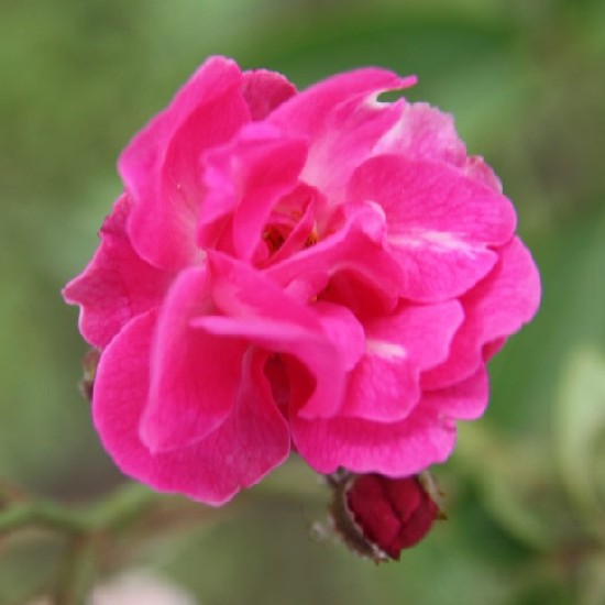 Gorsium - Miniatűr rózsa