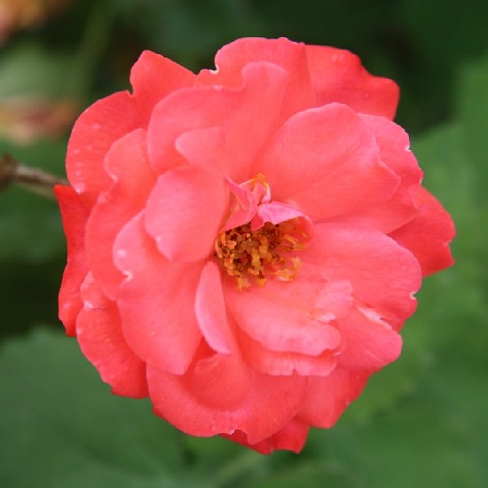 Gustav Strobel emléke - Polianta rózsa