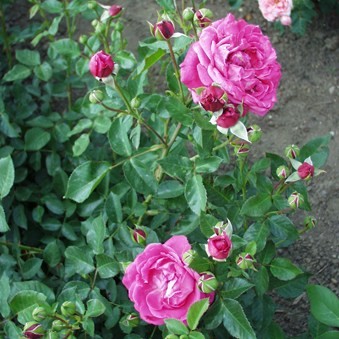 Györgyháza emléke - Floribunda rózsa