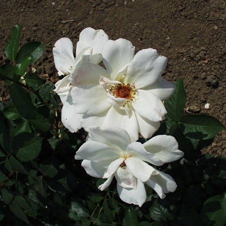 Gyulafehérvár - Floribunda rózsa