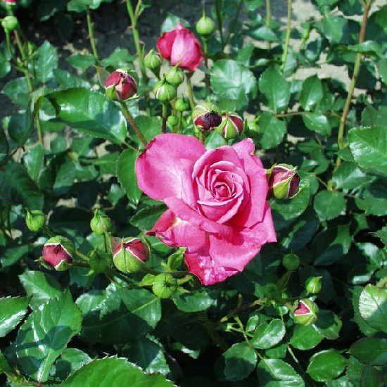 Hajnalpír - Teahibrid rózsa