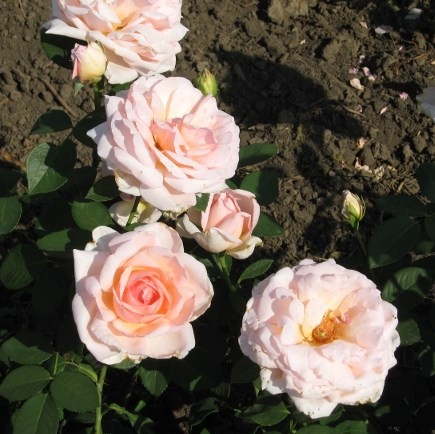 Házy Erzsébet emléke - Teahibrid rózsa