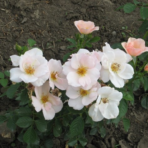 Hild József emléke - Floribunda rózsa
