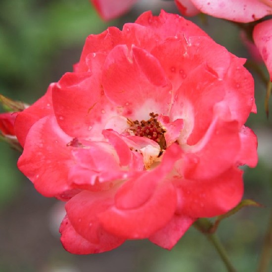 Huba - Polianta rózsa