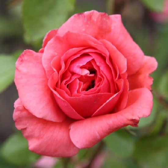 Hugonnai Vilma emléke - Floribunda rózsa