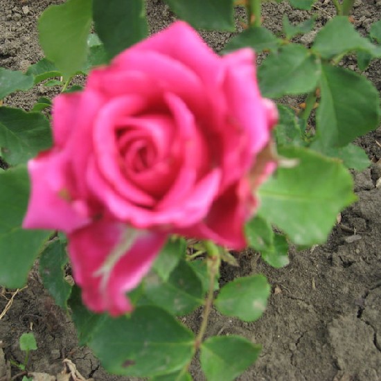 Huszka Jenő emléke - Teahibrid rózsa