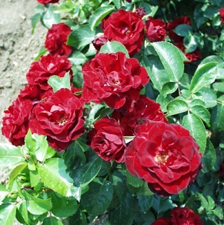 Ilma - Floribunda rózsa