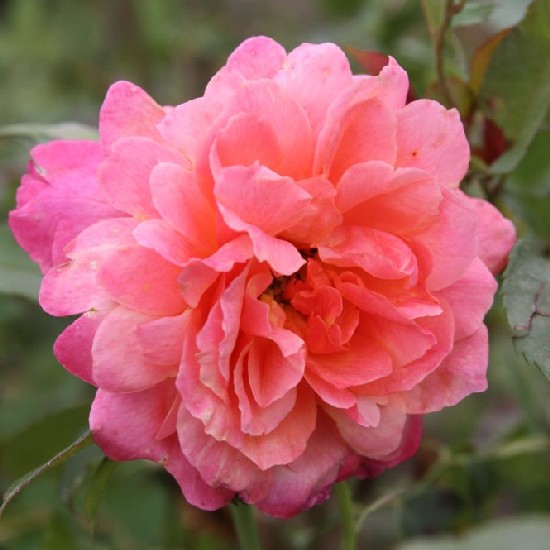 Indira - Floribunda rózsa
