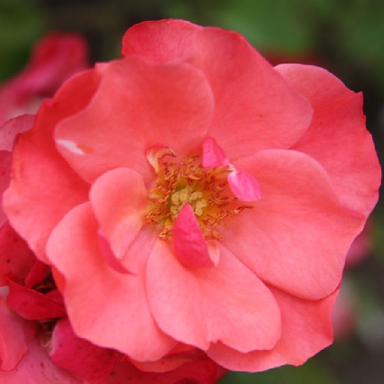 Ivánc - Floribunda rózsa