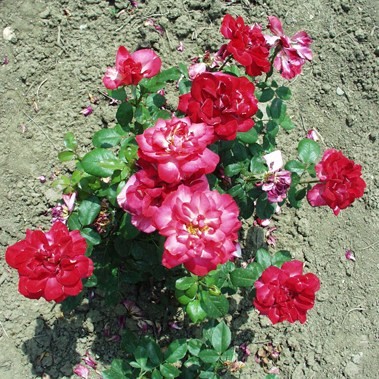 Jászai Mari emléke - Floribunda rózsa