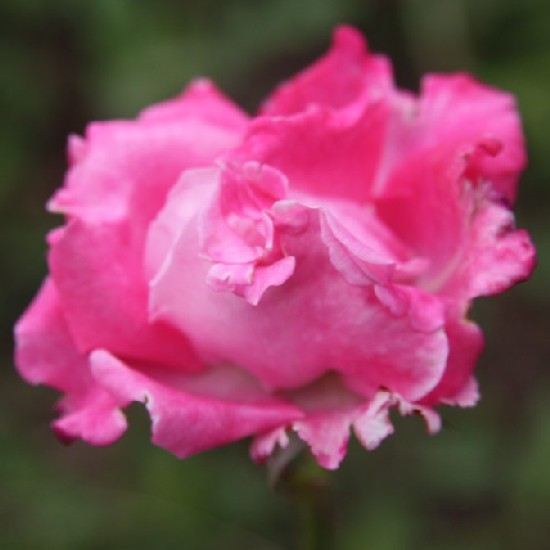 Jenő - Floribunda rózsa