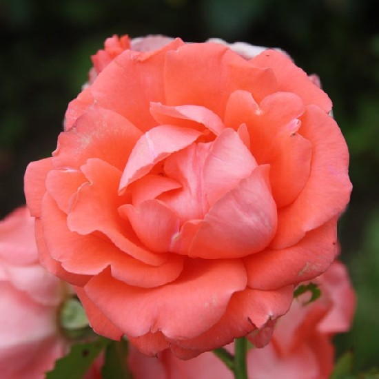 Júlia - Floribunda rózsa