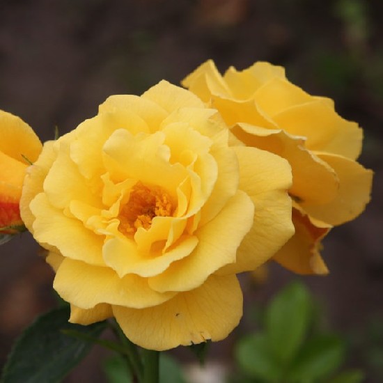Katona József emléke - Floribunda rózsa