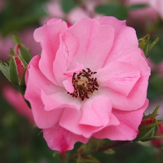 Kempelen Farkas emléke - Polianta rózsa