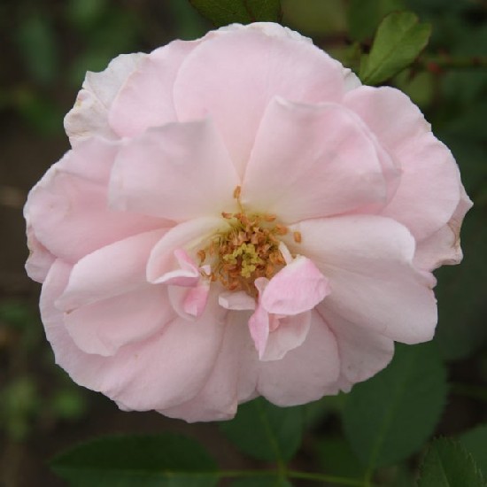 Keszthely - Floribunda rózsa