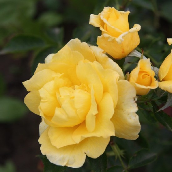 Királyhelmec - Floribunda rózsa