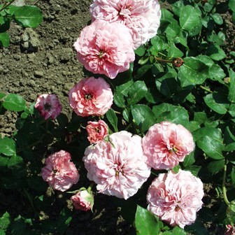Klapka György tábornok emléke - Floribunda rózsa