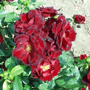 Kölcsey Ferenc emléke - Floribunda rózsa