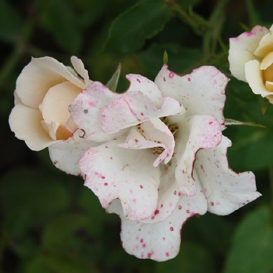 Kond - Polianta rózsa