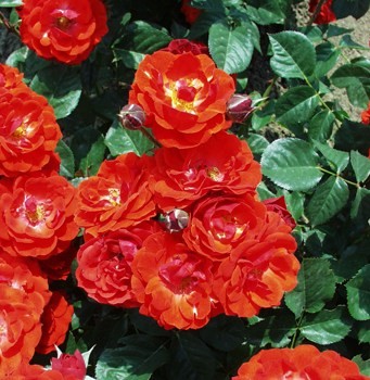 Koppány - Polianta rózsa