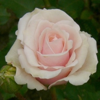 Kossuth Zsuzsanna emléke - Floribunda rózsa