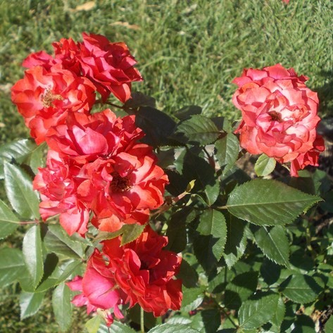 Kőszeg - Miniatűr rózsa