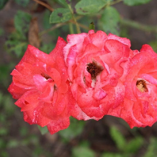 Krassó-Szörény - Floribunda rózsa