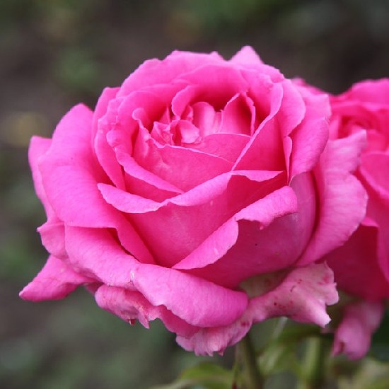 Laborfalvi Róza emléke - Floribunda rózsa