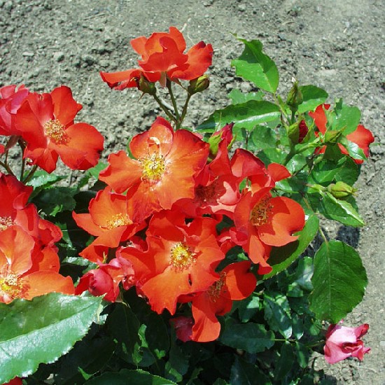Lenkey János emléke - Floribunda rózsa