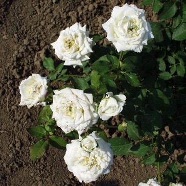 Liptó - Floribunda rózsa