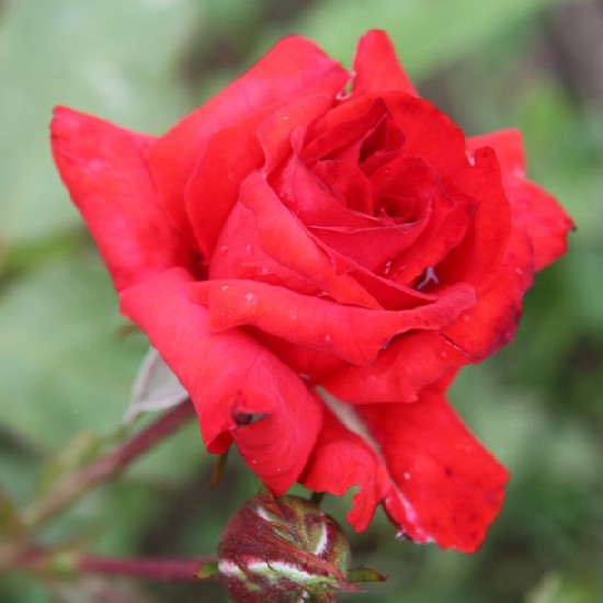 Madách Imre emléke - Polianta rózsa