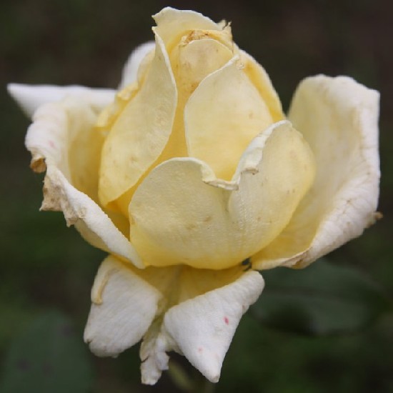 Magyar Pálné emléke - Teahibrid rózsa