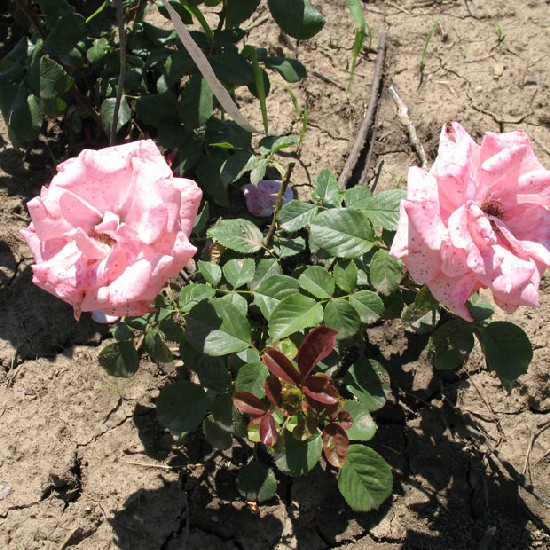 Makay Margit emléke - Teahibrid rózsa