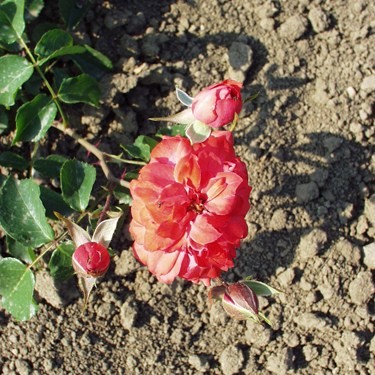 Málnás - Polianta rózsa
