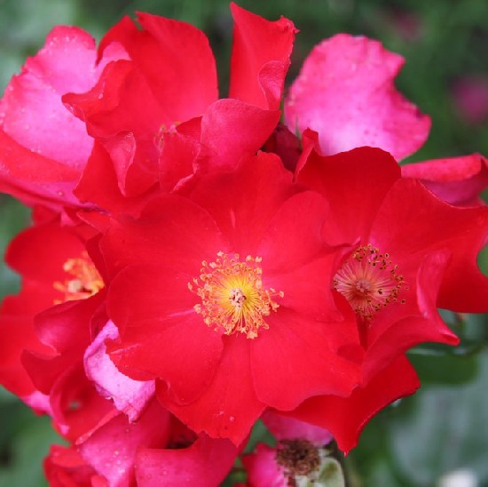 Máramaros - Floribunda rózsa