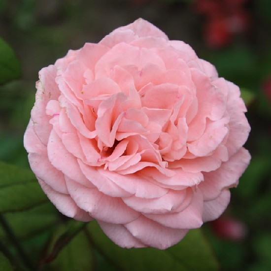 Marcsika - Teahibrid rózsa