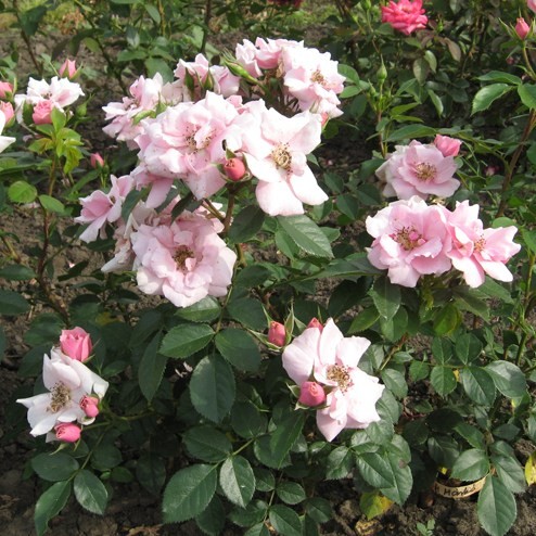 Márkó - Floribunda rózsa