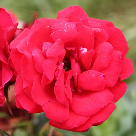 Mathias rex - Floribunda rózsa