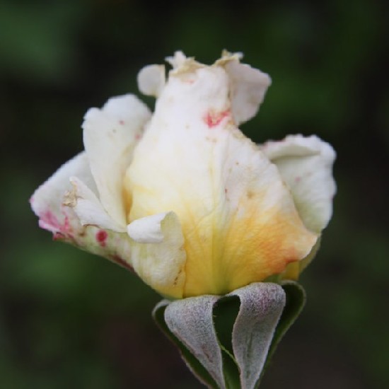 Melinda - Teahibrid rózsa