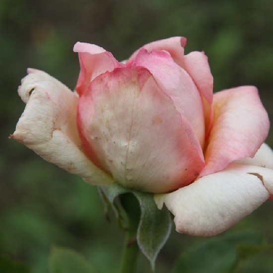 Merengő - Teahibrid rózsa