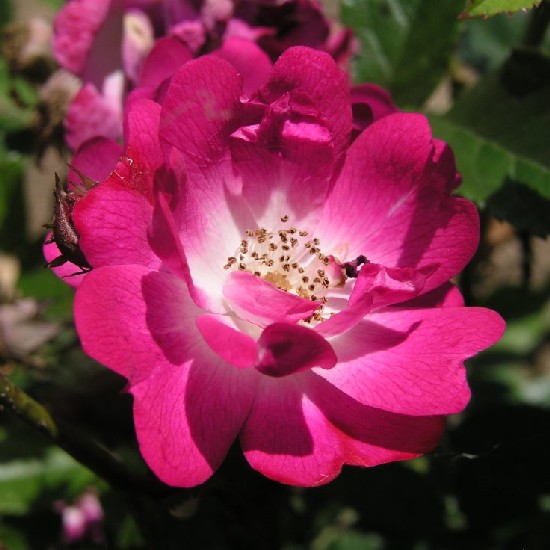 Minililla - Miniatűr rózsa